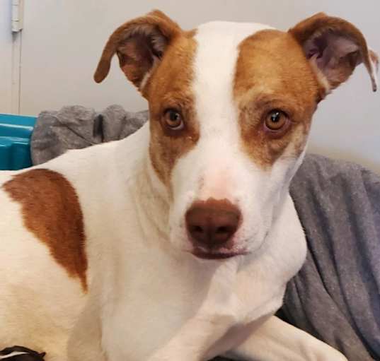 Photo of Sweetheart aka Sweetie