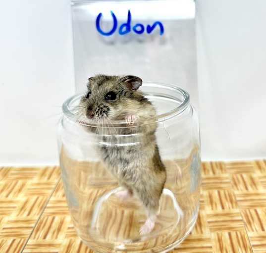 Photo of Udon