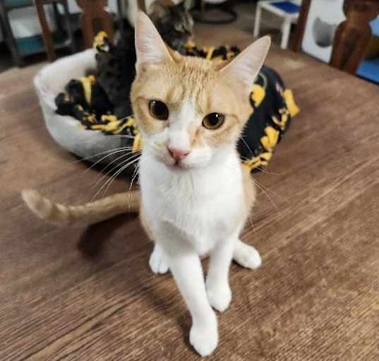 Photo of Cat 26786 (Cleo)