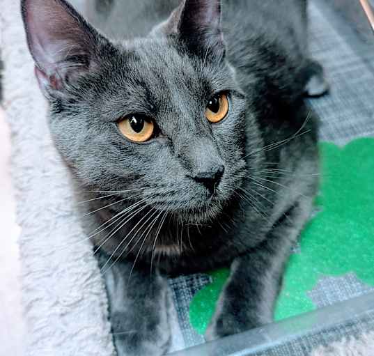 Photo of Grigio