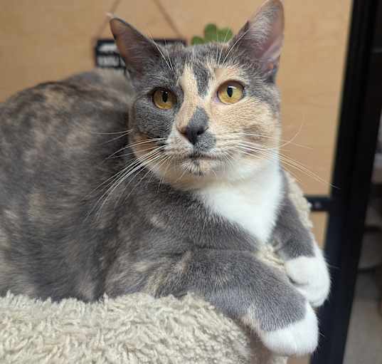 Photo of Suki