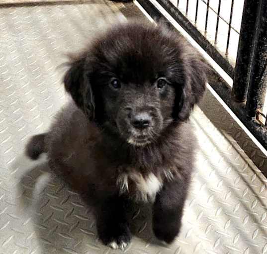 Photo of Archie