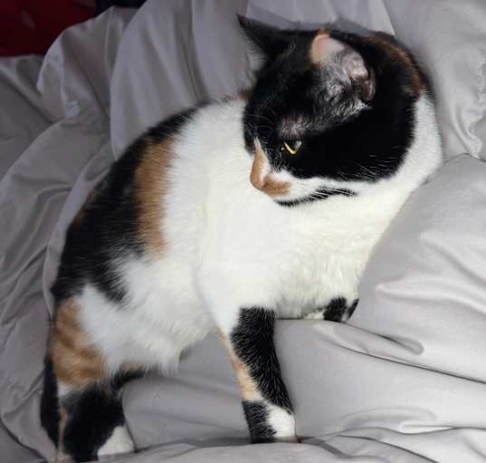 Photo of Marbles