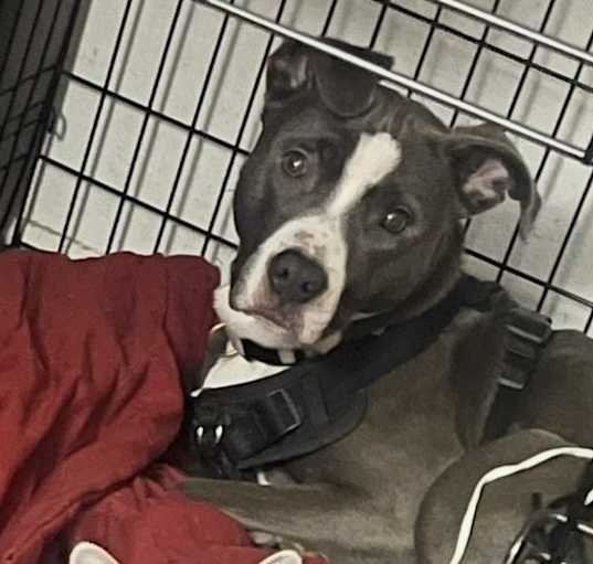 Photo of Luna