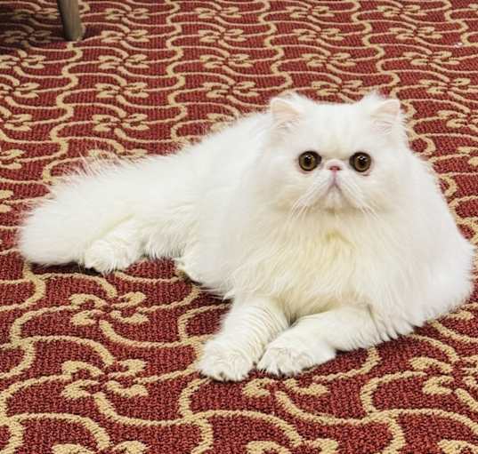 Photo of Milo/Galileo
