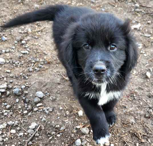 Photo of Axel