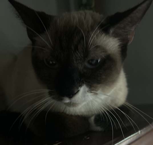 Photo of Missy