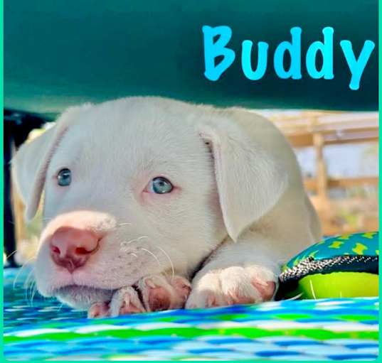 Photo of Buddy