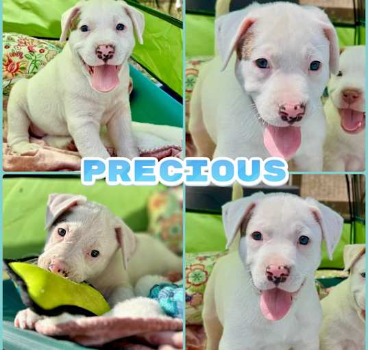 Photo of Precious