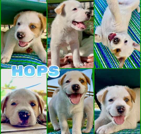Photo of Hops