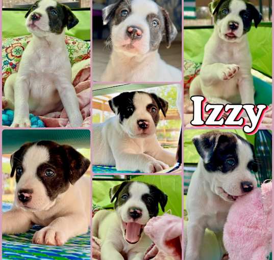 Photo of Izzy