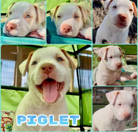 Photo of Piglet