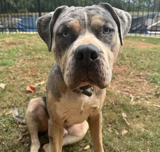 Photo of Smoky