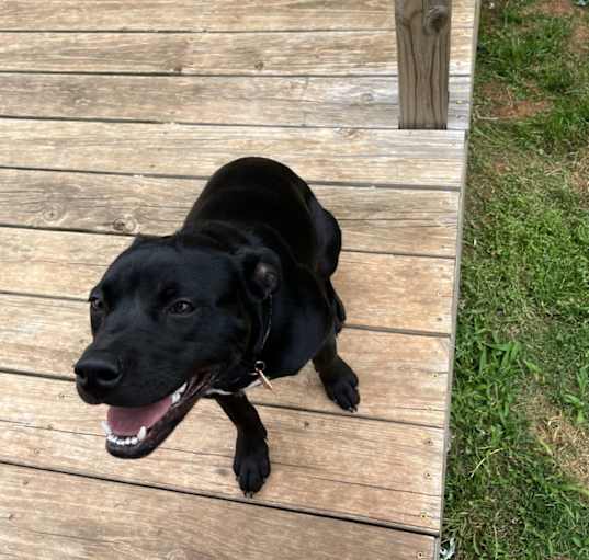 Photo of Leia