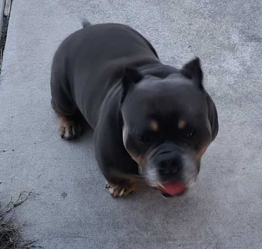 Photo of BLU