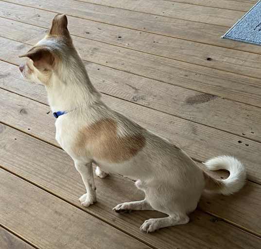 Photo of Rusty