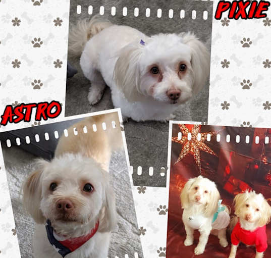 Photo of PIXIE & ASTRO
