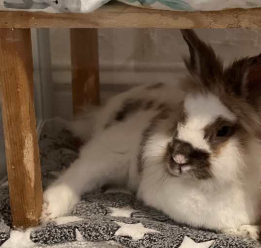Photo of Rusty (EC+)