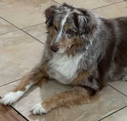Photo of Stella