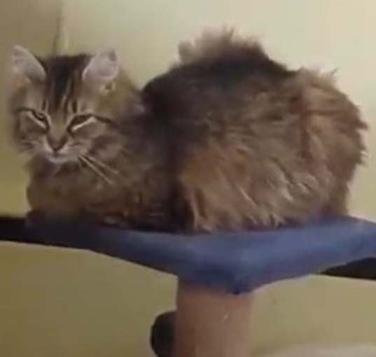 Photo of Esmerelda