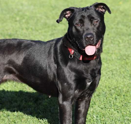 Photo of Harley