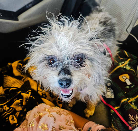 Photo of Pepper