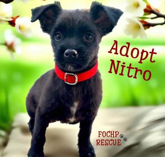 Photo of Nitro