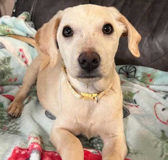 Photo of Toby Jr - Too Cute!