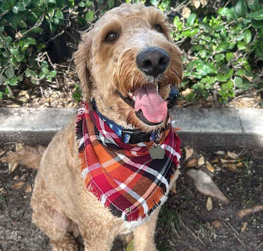 Photo of Jax