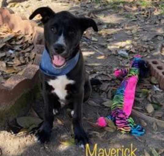 Photo of Marvick