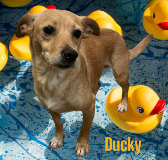 Photo of Ducky