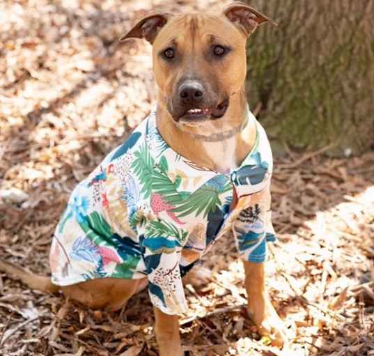 Photo of Sammy