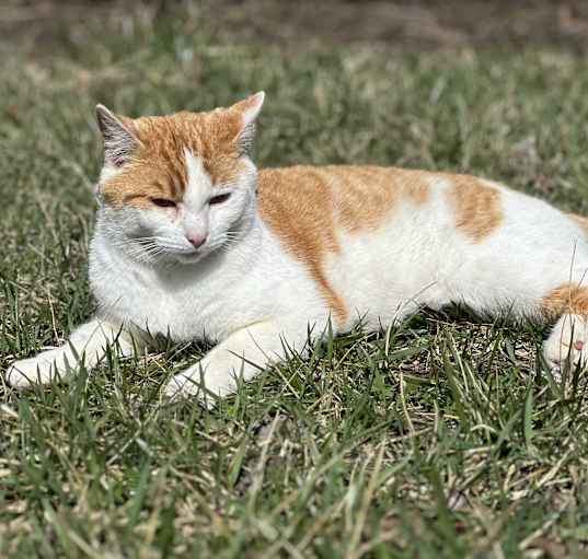 Photo of Roscoe