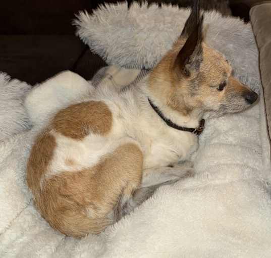 Photo of Buddy