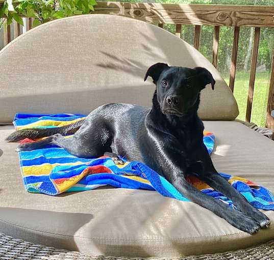 Photo of Ruger