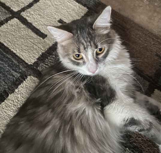 Photo of Kira