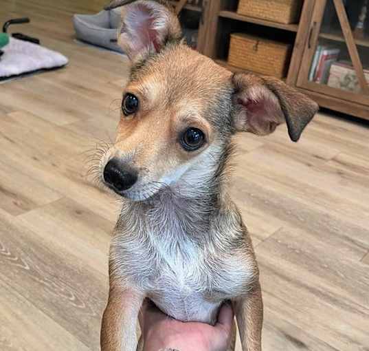 Photo of Lily