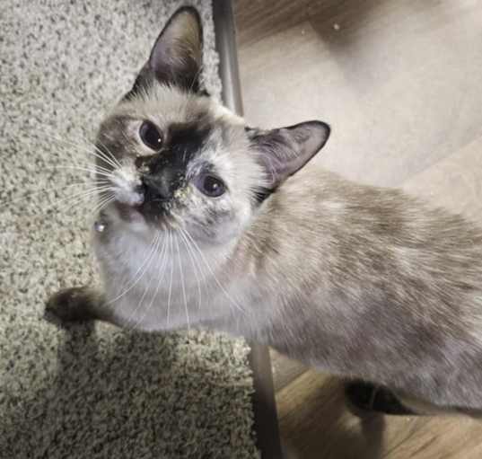 Photo of Muffin