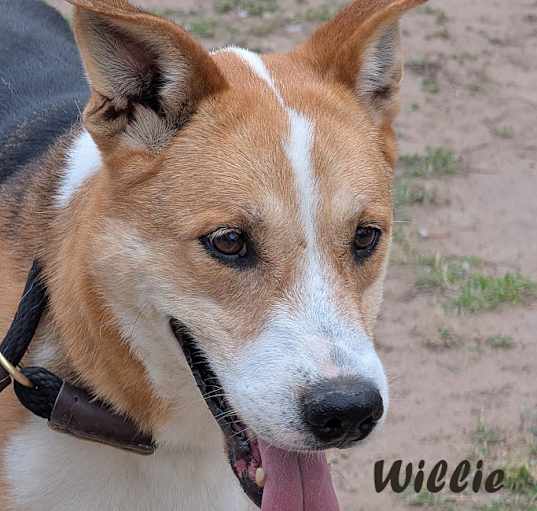 Photo of Willie