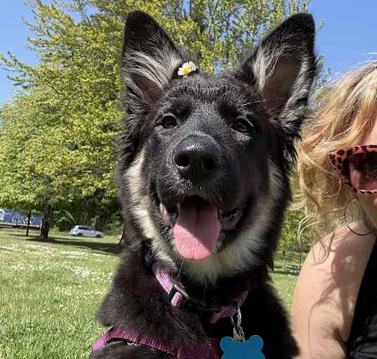 Photo of Midge - FOSTER NEEDED / AVAILABLE