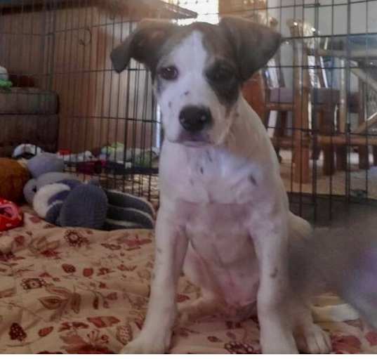 Photo of Clover
