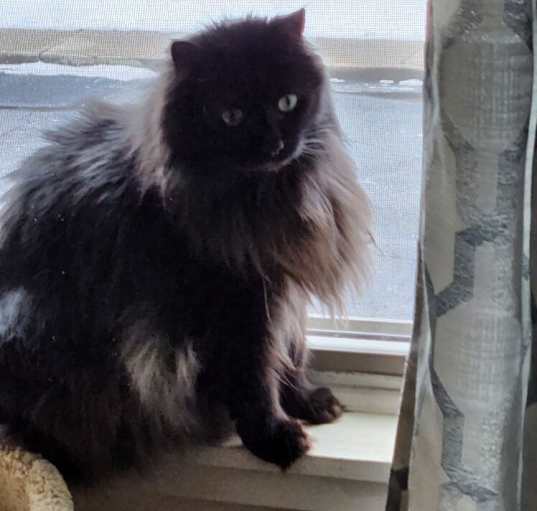 Photo of Miss Kitty