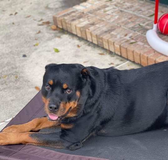 Photo of Diesel