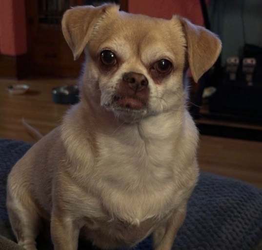 Photo of Penny (Panko)