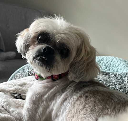 Photo of Fluffy