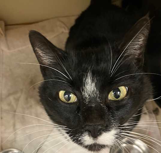 Photo of Midnight *Sponsored Senior