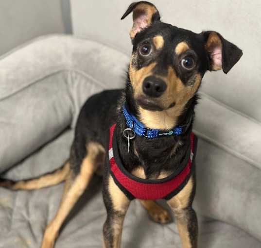 Photo of Tobey Bear