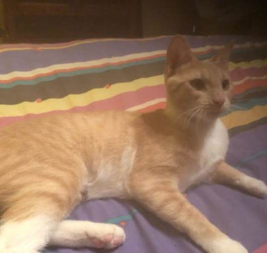 Photo of Peaches