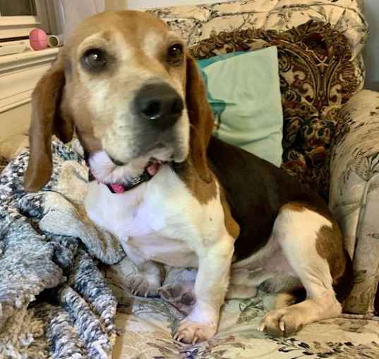 Photo of Tango