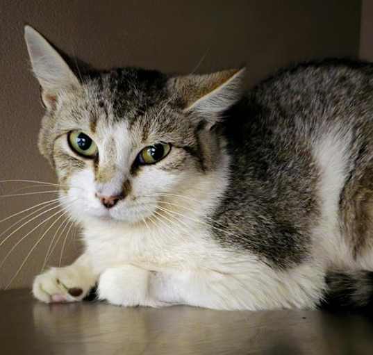 Photo of POLLY